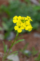Erysimum cheiri 1