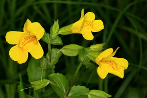 Erythranthe guttata 2