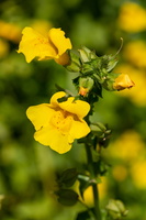 Erythranthe guttata 1