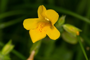 Erythranthe guttata 3