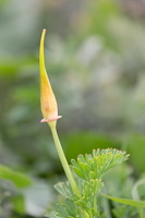 Eschscholzia californica 1