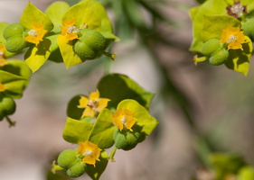 Euphorbia dendroides 1
