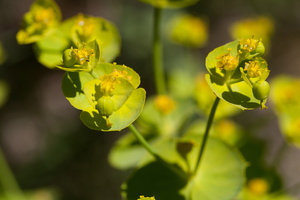 Euphorbia dendroides 2