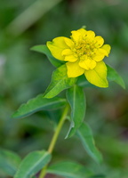 Euphorbia epithymoides