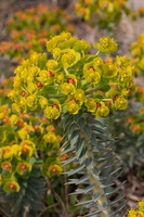 Euphorbia myrsinites