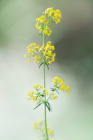 Galium verum
