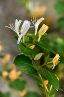 Lonicera japonica 2