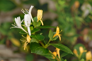 Lonicera japonica 1