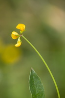Lotus corniculatus 1