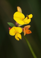 Lotus delortii