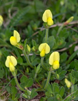 Lotus maritimus