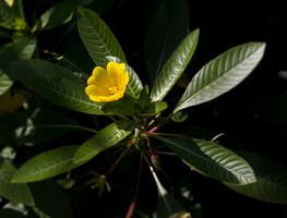 Ludwigia peploides