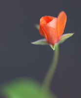 Lysimachia arvensis