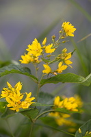 Lysimachia vulgaris 2