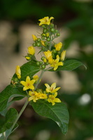 Lysimachia vulgaris 1