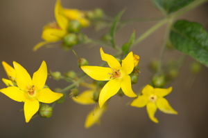 Lysimachia vulgaris 4
