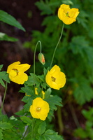 Meconopsis cambrica