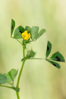 Medicago arabica