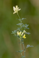 Medicago falcata