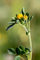 Medicago polymorpha