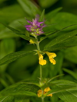 Melampyrum nemorosum