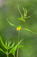 Melampyrum sylvaticum
