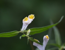 Melampyrum pratense