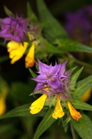 Melampyrum velebiticum 2
