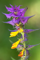 Melampyrum velebiticum 1