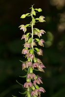 Epipactis viridiflora