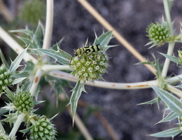 Eryngium campestre 1
