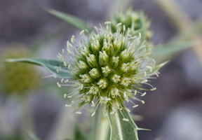 Eryngium campestre 2