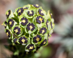 Euphorbia characias 2