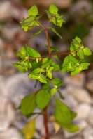 Euphorbia lathyris