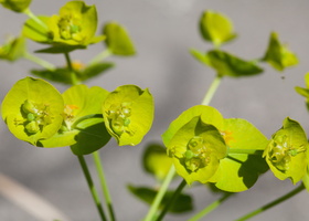 Euphorbia helioscopia