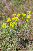 Euphorbia serrata 1