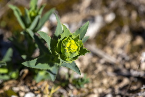 Euphorbia serrata 2
