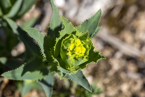 Euphorbia serrata 3
