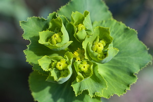 Euphorbia serrata 4