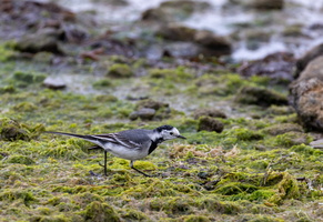 Bergeronnette grise (Motacilla alba) 1