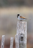 Bruant des roseaux (Emberiza schoeniclus) 2