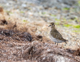 Pluvier doré (Pluvialis apricaria)