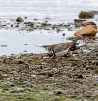 Pluvier grand-gravelot (Charadrius hiaticula)