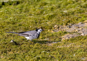 Bergeronnette grise (Motacilla alba) 2