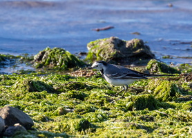 Bergeronnette grise (Motacilla alba) 3
