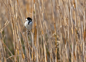 Bruant des roseaux (Emberiza schoeniclus) 1