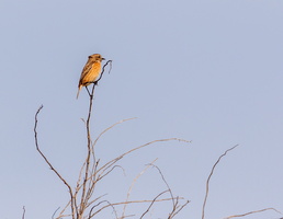 Tarier pâtre (Saxicola rubicola) femelle