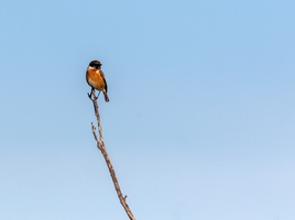 Tarier pâtre (Saxicola rubicola) mâle