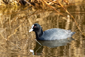 Foulque macroule (Fulica atra) 3