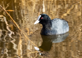 Foulque macroule (Fulica atra) 4